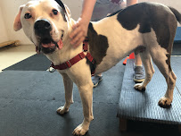 HEAL Integrative Veterinary Center - Photo 6 - Car repair in Madison, WI, Madison