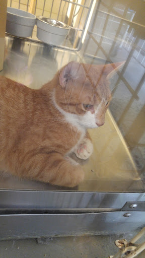 Pet Supply Store «PetSmart», reviews and photos, 170 Marketplace Blvd, Hamilton Township, NJ 08691, USA