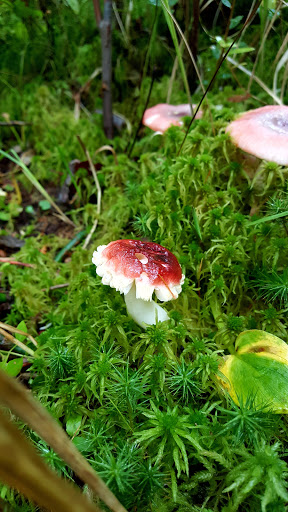 Park «Quaking Bog», reviews and photos, Theodore Wirth Pkwy, Minneapolis, MN 55411, USA