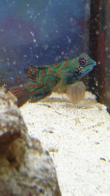 Aux Poissons Exotiques à Vigneux-sur-Seine