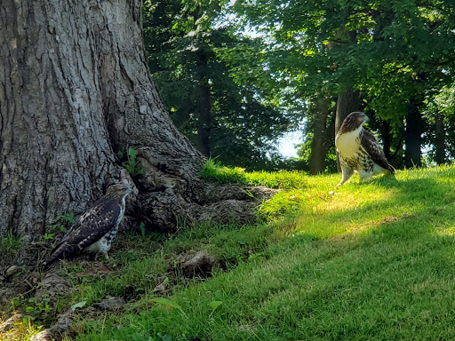 Public Golf Course «Glenhurst Golf Course», reviews and photos, 25345 W 6 Mile Rd, Redford Charter Twp, MI 48240, USA