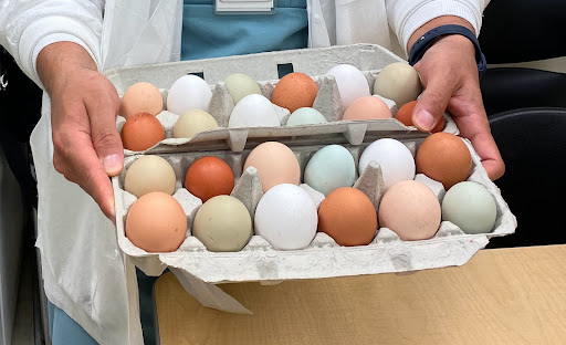 Ed R’s Farm Fresh Eggs , Chickens and Chicks