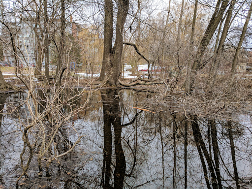Park «Griggs Park», reviews and photos, 33 Griggs Rd, Brookline, MA 02446, USA
