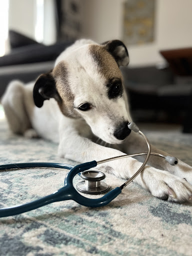 Tierarztpraxis Dr. med. vet. Laura Oelker unter Hemmingen, 