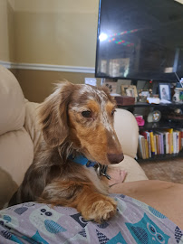 Reliable petboarding and daycare - Photo 7 - Car repair in Cape Coral, FL, Cape Coral