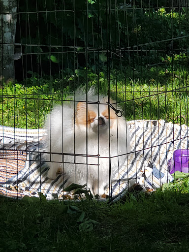 Newport Veterinary Hospital