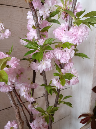 Florist «Ampersand», reviews and photos, 80 Albion St, San Francisco, CA 94103, USA