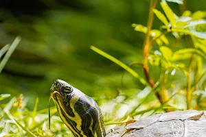 Streichelzoo im Bayerwald-Tierpark image