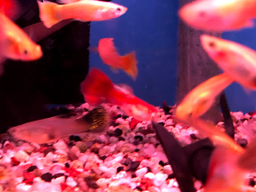 Tropical Fish Store «Kissena Aquarium Inc», reviews and photos, 4630 Kissena Blvd, Flushing, NY 11355, USA