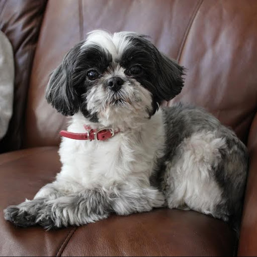 Pet Store «Three Dog Bakery», reviews and photos, 1556 W McEwen Dr #112, Franklin, TN 37067, USA