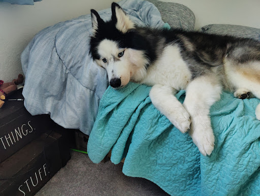 Pet Supply Store «Petco Animal Supplies», reviews and photos, 2565 NE 10th Ct, Homestead, FL 33035, USA