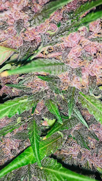 Gro Up Gardening Champaign - Photo 4 - Car repair in Champaign, IL, Champaign