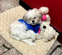 Queens Puppy - Photo 9 - Car repair in Sunnyside, NY, New York