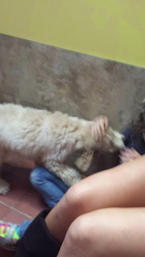 Pet Supply Store «Petland Dallas», reviews and photos, 11909 Preston Rd, Dallas, TX 75230, USA