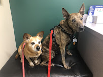 Valley Animal Hospital & Pet Resort - Photo 4 - Car repair in Huntsville, AL, Huntsville