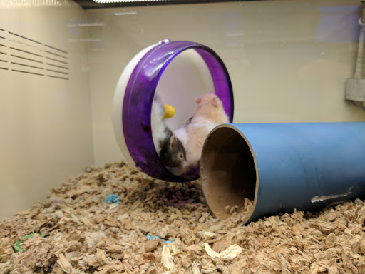 Pet Supply Store «Pet Supplies Plus», reviews and photos, 531 Monroe Ave, Rochester, NY 14607, USA