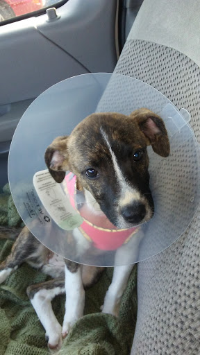 Pet Supply Store «Petco Animal Supplies», reviews and photos, G3559 Miller Rd, Flint, MI 48507, USA