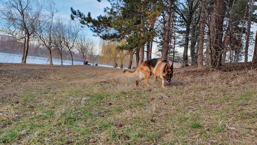 Parcurile merg cu câini Bucharest