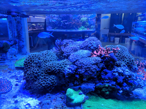 Tropical Fish Store «High Tide Aquarium», reviews and photos, 1140 Capital Cir SE # 11, Tallahassee, FL 32301, USA