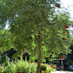 Photo n°4 de l'avis de Ulrike.� fait le 29/06/2017 à 08:44 sur le  Ristorante Genzianella Enzianhütte à Cavareno