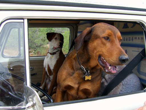 Animal Protection Organization «Humane Society of Sedona Inc», reviews and photos