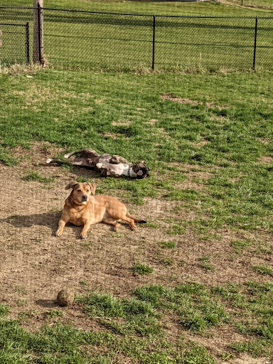 Rock Road Animal Hospital: Stroud Paige DVM image