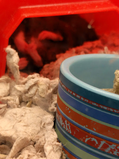 Pet Supply Store «Petco Animal Supplies», reviews and photos, 2714 Mountaineer Blvd, Charleston, WV 25309, USA