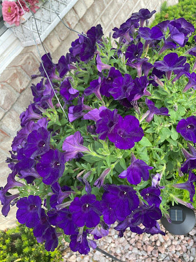 Garden Center «English Gardens», reviews and photos, 44850 Garfield Rd, Charter Twp of Clinton, MI 48038, USA