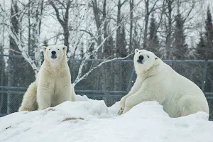 Cochrane Polar Bear Habitat image