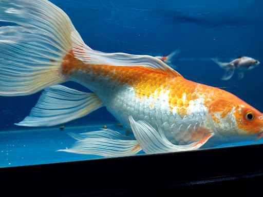 Tropical Fish Store «Petworld», reviews and photos, 2700 Carson St, Haltom City, TX 76117, USA