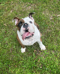 Red Dog Sitting Services, LLC - Photo 7 - Car repair in , Birmingham