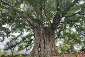 Canlaon City - Century Tree Dalakit image