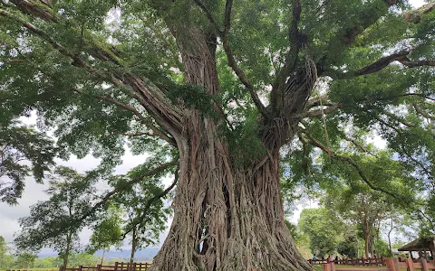 Canlaon City - Century Tree Dalakit image