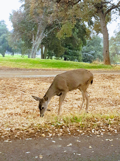 Public Golf Course «Bidwell Park Golf Course», reviews and photos, Golf Course Rd, Chico, CA 95973, USA