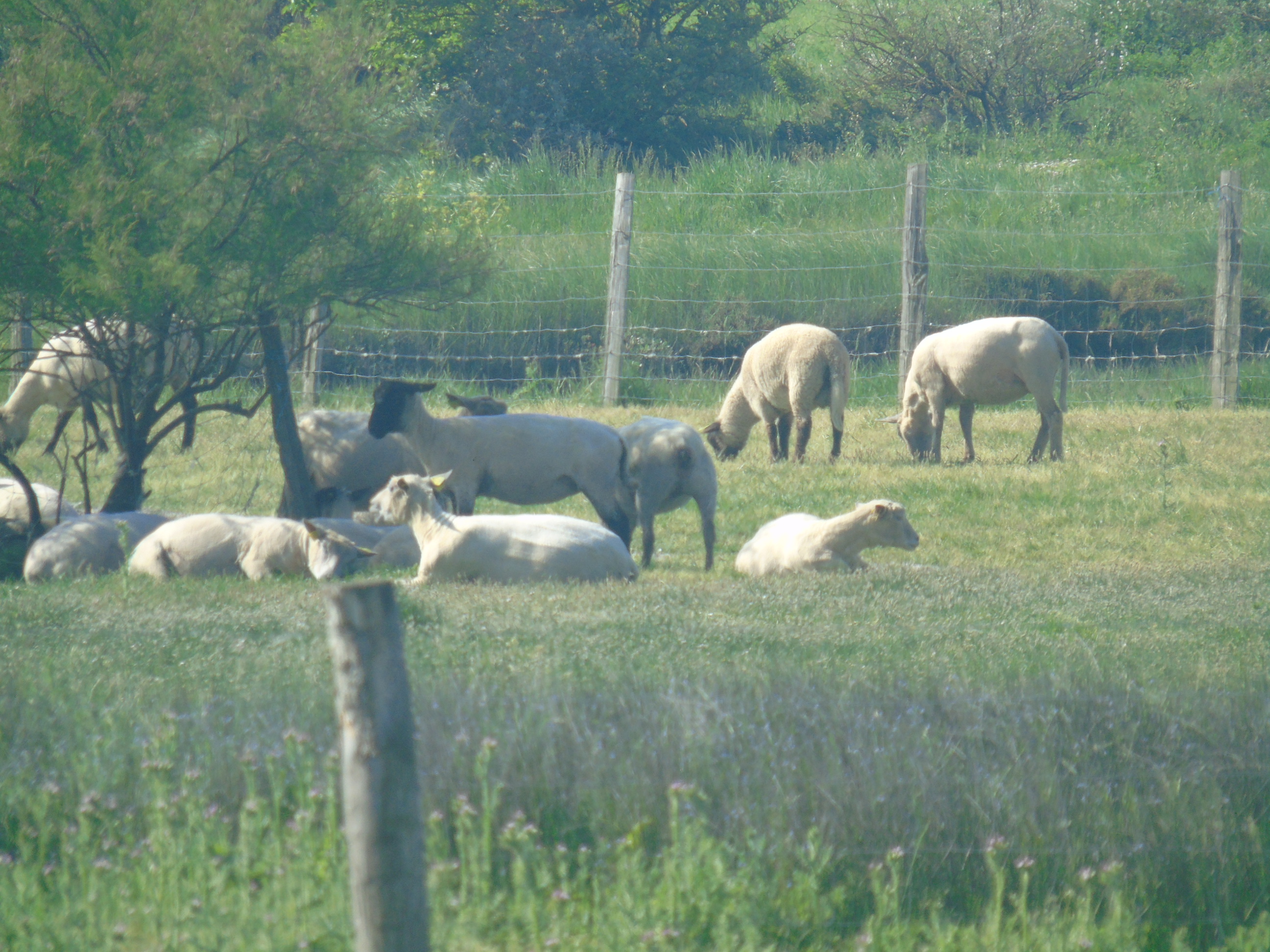 Photo n° 8 de l'avis de Merco.3 fait le 29/04/2023 à 20:12
