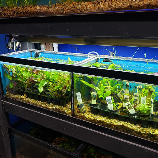 Tropical Fish Store «The Ultimate Aquarium», reviews and photos, 828 Lighthouse Ave, Monterey, CA 93940, USA
