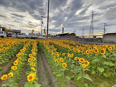 ひまわり畑栗栖（2）