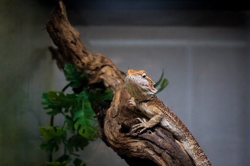 Pet Store «Pet Suppliers», reviews and photos, 2825 E Highland Rd, Highland Charter Twp, MI 48356, USA