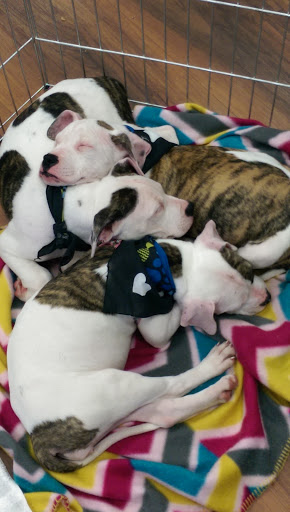 Pet Supply Store «Pet Valu», reviews and photos, 38661 Sussex Hwy, Delmar, DE 19940, USA