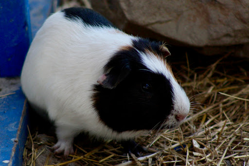 Animal Rescue Service «Nanny’s Educational Zoo And Rescue», reviews and photos, 1139 Livingston Rd, Lutz, FL 33559, USA