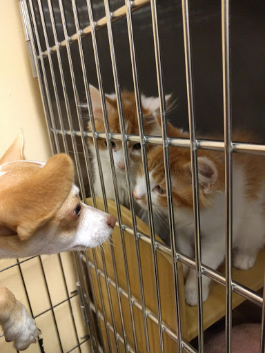 Pet Supply Store «PetSmart», reviews and photos, 315 Gellert Blvd, Daly City, CA 94015, USA