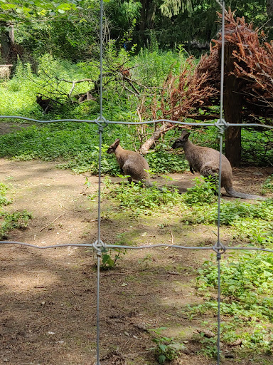 Zoo «Trevor Zoo at Millbrook School», reviews and photos, 282 Millbrook School Rd, Millbrook, NY 12545, USA