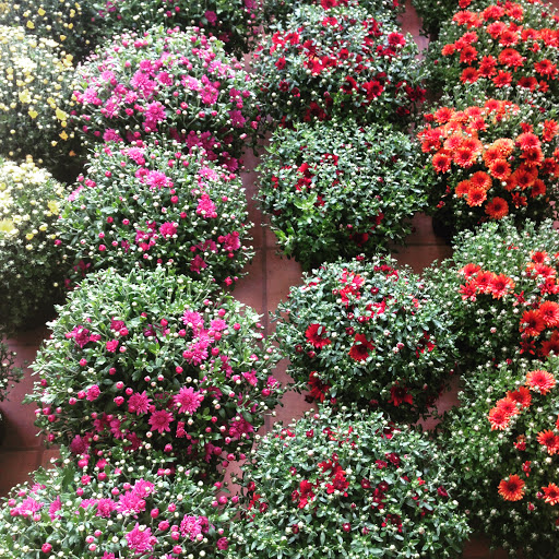 Florist «The Flower Girl», reviews and photos, 108 S 5th St, Middletown, IN 47356, USA