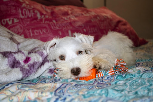 Park Lane Veterinary Hospital image