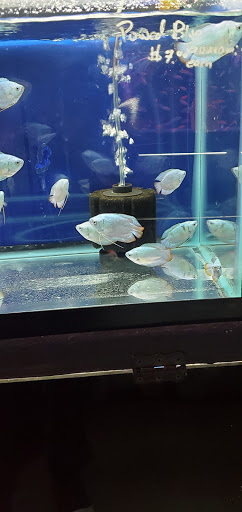 Aquarium «Tamco Aquarium», reviews and photos, 6310 Bay Pkwy, Brooklyn, NY 11204, USA