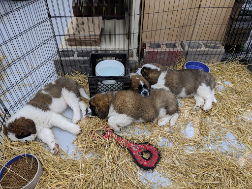 Pet Store «Teske Pet & Garden», reviews and photos, 2423 16th St, Moline, IL 61265, USA