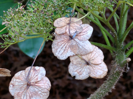 History Museum «Bush House Museum», reviews and photos, 600 Mission St SE, Salem, OR 97302, USA