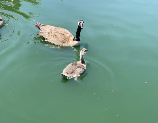 Park «Bridgeport Park», reviews and photos, 23520 Bridgeport Ln, Santa Clarita, CA 91355, USA