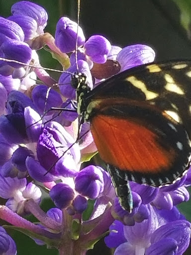 Animal Protection Organization «Butterfly Pavilion», reviews and photos, 6252 W 104th Ave, Westminster, CO 80020, USA