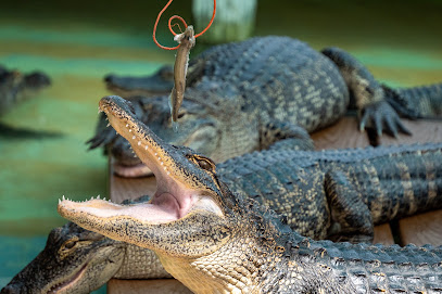 Gator Feeding Dock